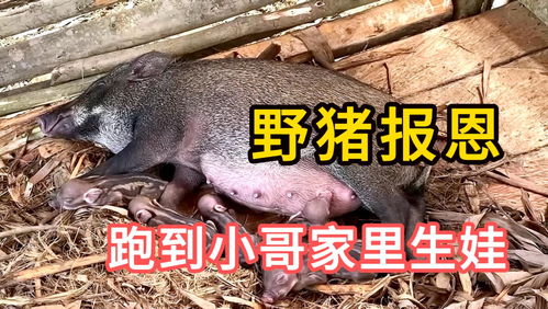 野猪闯入饭馆，英勇食客联手擒猪记